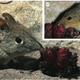 Illustration for article titled Parasitic flower seduce animals with scent